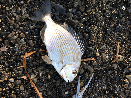 ヘダイの釣果