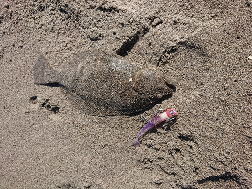 ソゲの釣果