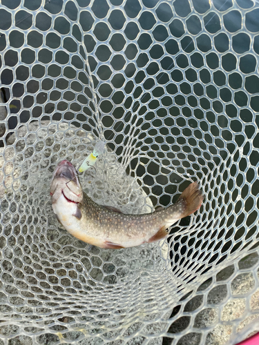 アメマスの釣果