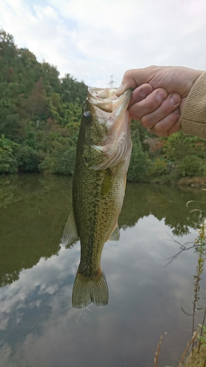 ブラックバス