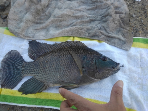 ナイルティラピアの釣果