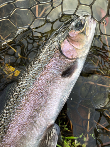 ニジマスの釣果