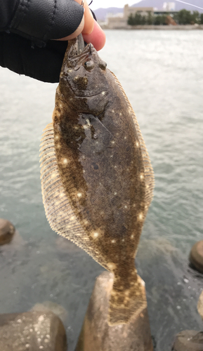 ヒラメの釣果