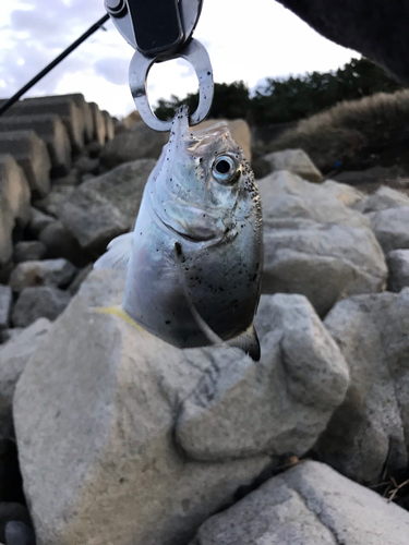 ギンガメアジの釣果