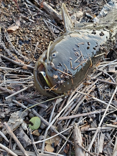 ナマズの釣果