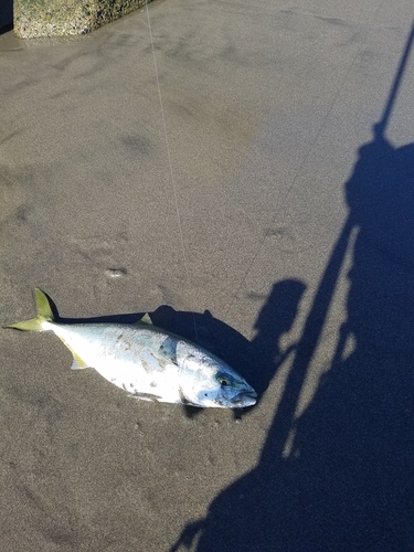 ワカシの釣果