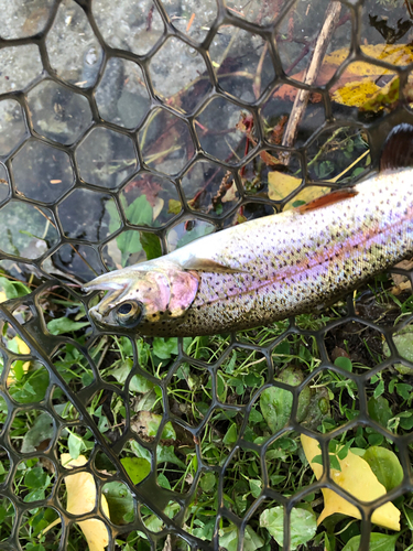 ニジマスの釣果