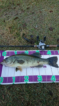 ブラックバスの釣果