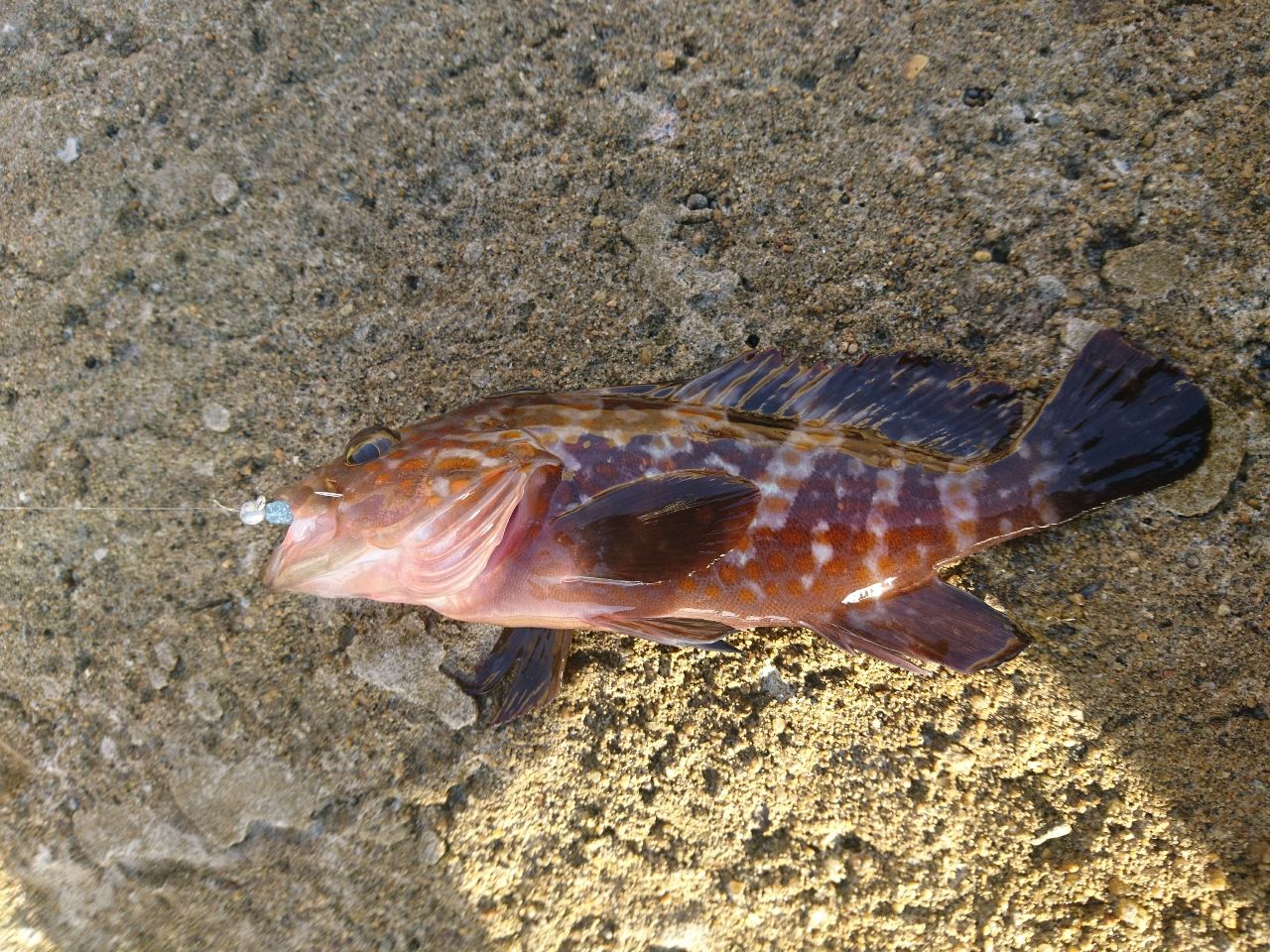 ハタ