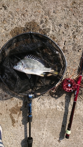 キチヌの釣果