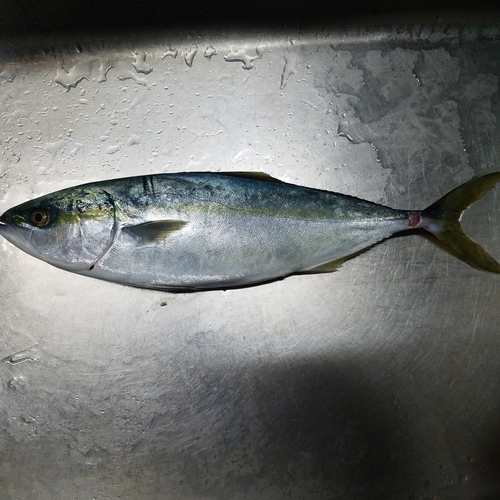 イナダの釣果