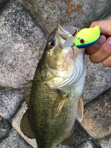 ラージマウスバスの釣果