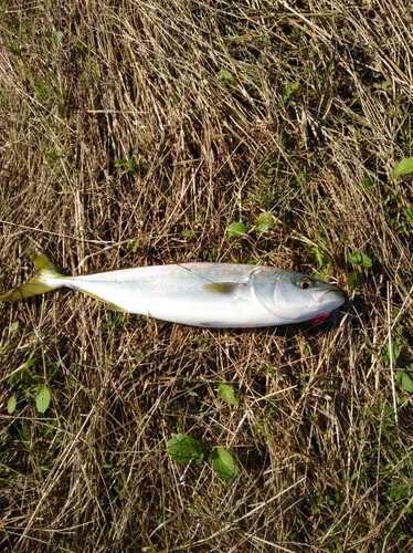 イナダの釣果