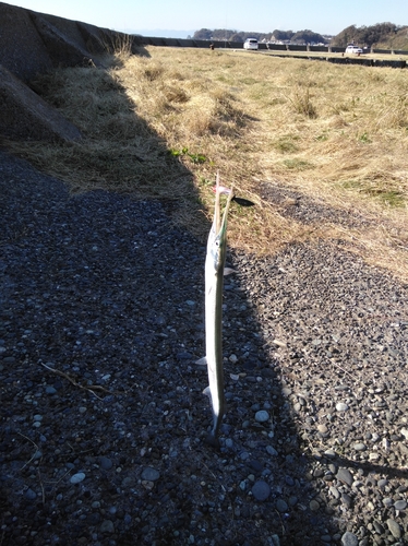 ダツの釣果