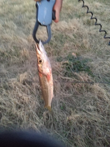 カマスの釣果