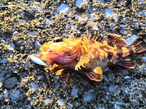 カサゴの釣果