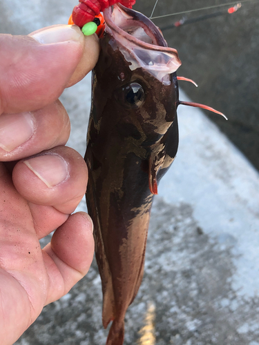 ドンコの釣果