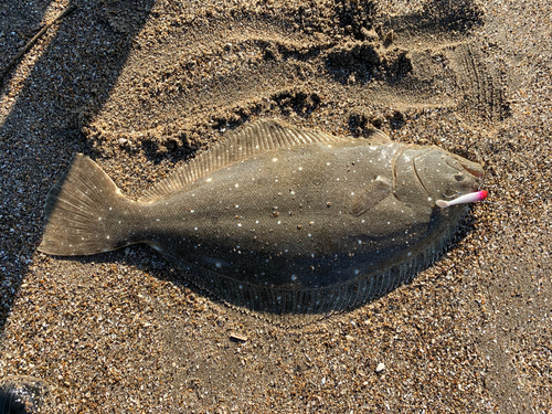 ヒラメの釣果