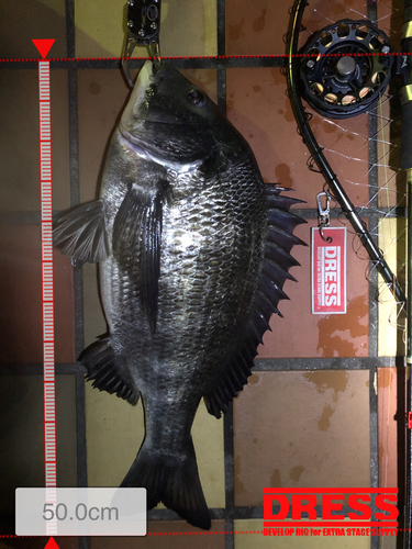 クロダイの釣果