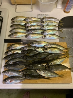 アジの釣果