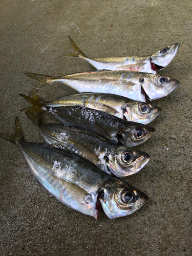 アジの釣果