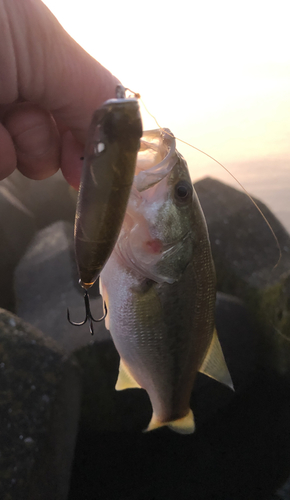 ブラックバスの釣果