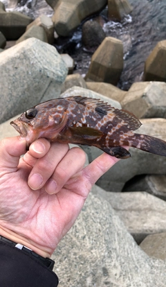 アコウの釣果