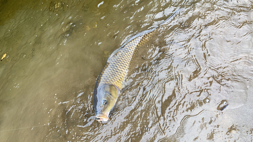 コイの釣果