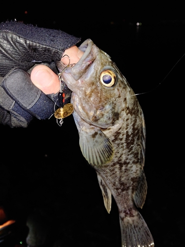 クロソイの釣果