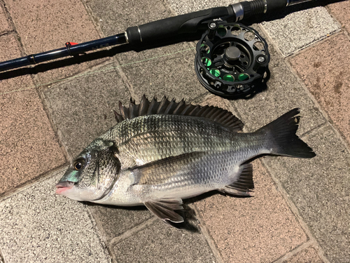 クロダイの釣果