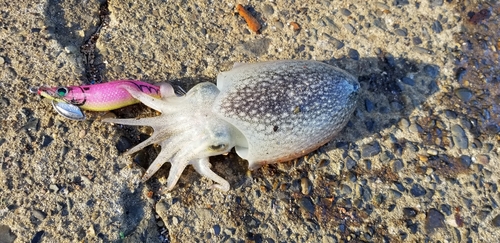 シリヤケイカの釣果