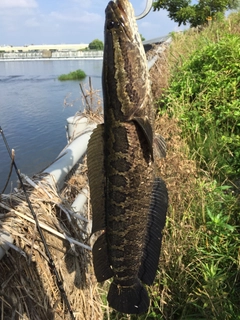 カムルチーの釣果