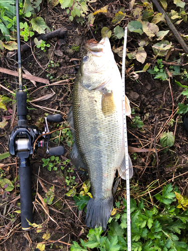 ブラックバスの釣果