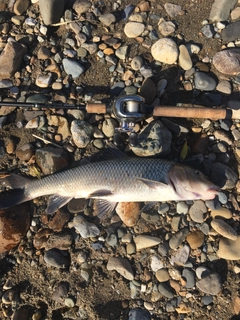 ニゴイの釣果