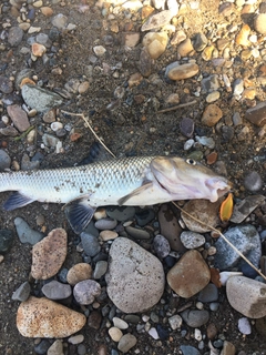 ニゴイの釣果