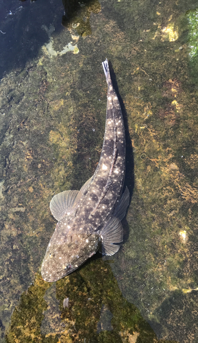 マゴチの釣果