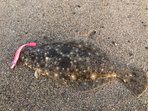 ヒラメの釣果