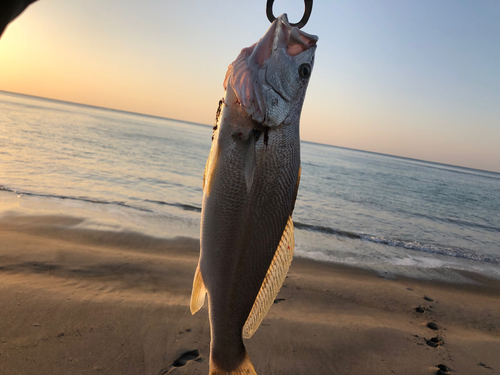 ニベの釣果