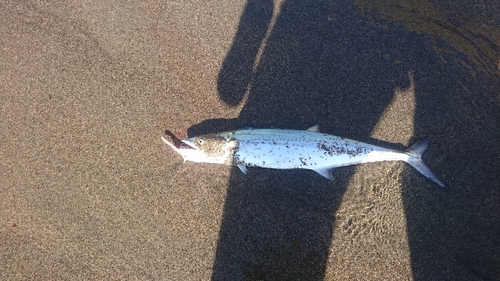 サゴシの釣果