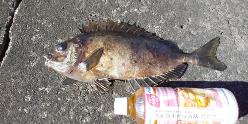 アイゴの釣果