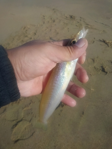 シロギスの釣果