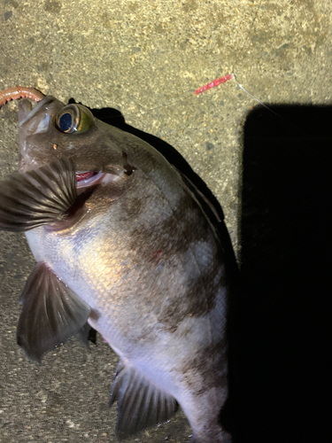 シロメバルの釣果