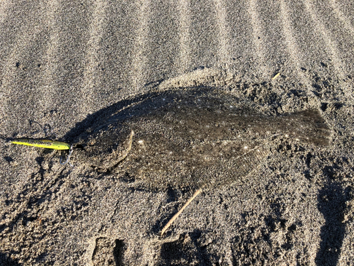 ヒラメの釣果