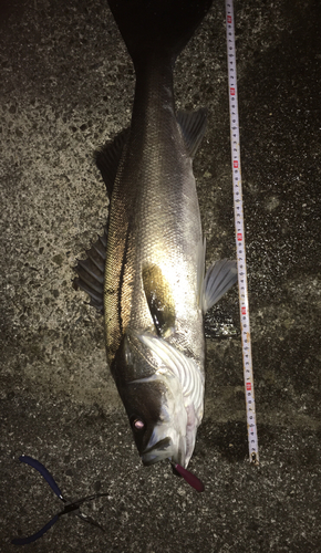 シーバスの釣果