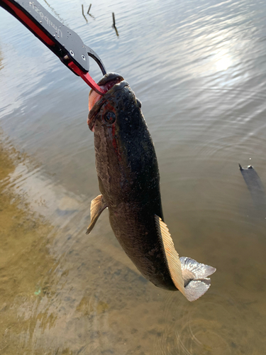 ライギョの釣果