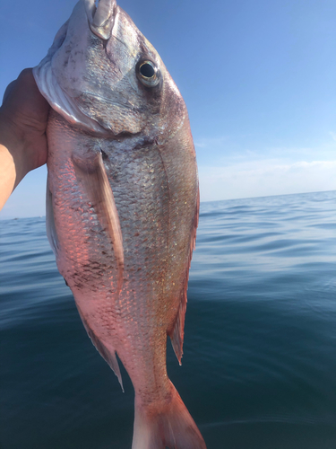 タイの釣果