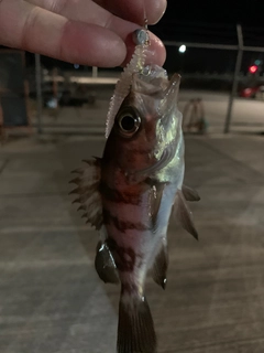 メバルの釣果