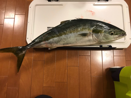 ワラサの釣果