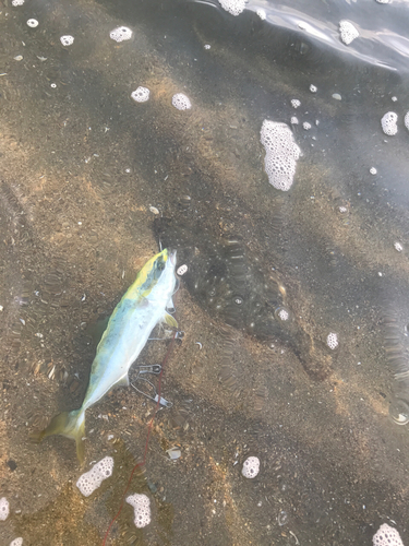 ツバスの釣果