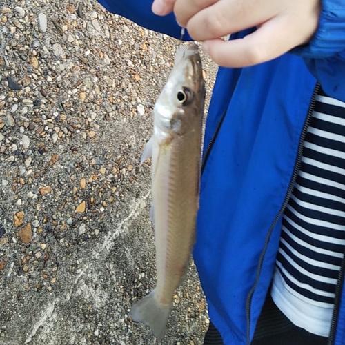 キスの釣果